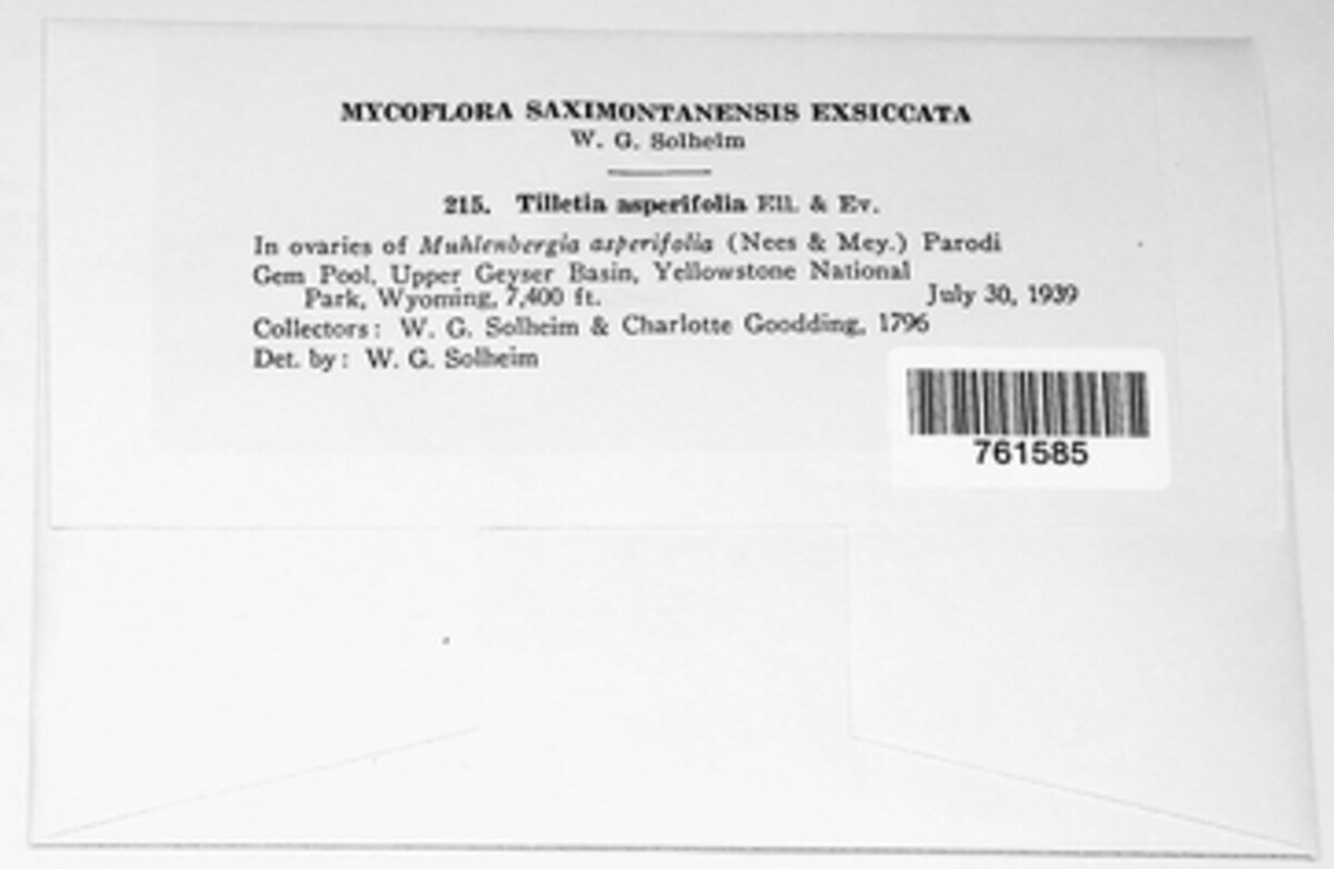 Tilletia image